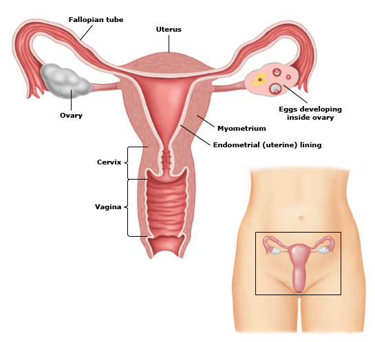 Vagina Diagram